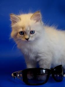 Невские маскарадные котята. Котята мейн-кун.