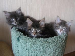 Невские маскарадные котята. Котята мейн-кун.