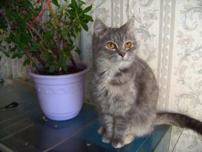 Котята подростки в хорошие руки