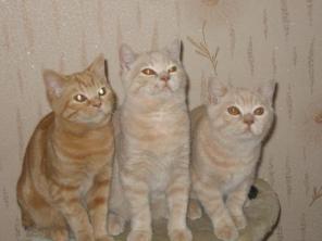 Британские котята из питомника от Чемпиона Мира (клубные)
