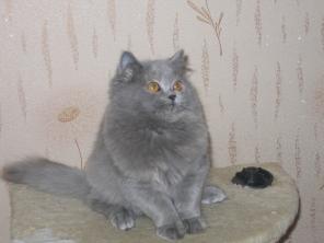 Британские котята из питомника от Чемпиона Мира (клубные)