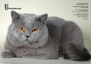Британский голубой кот. Вязка. Чемпион Мира.