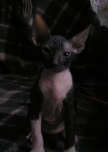 Продаются котята Донского сфинса.