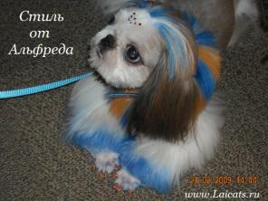 Обучение стрижке собак и кошек. Трудоустройство.