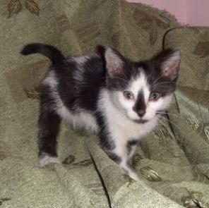 Эксклюзивная окраска, замечательный характер, котенок, 1.5 мес