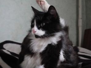 Кот Лукас, 2 года, ищет новый дом.