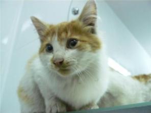Рыже-белый котёнок-красавчик ищет хозяев!