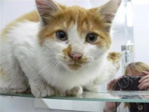 Рыже-белый котёнок-красавчик ищет хозяев!