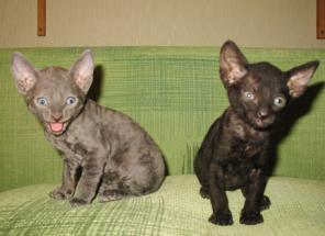 Кудрявые котята корниш рекс