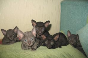 Кудрявые котята корниш рекс