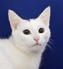 В дар белоснежный котенок!