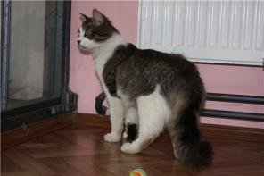 Отдам пушистого кота подростка! Ласковый, нежны, крыпный добрый малыш)))