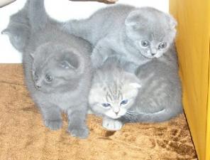 Продаю котят