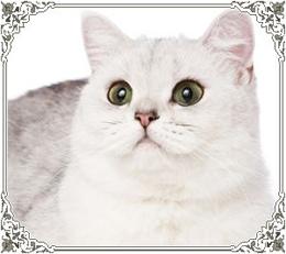 Британская серебреная шиншилла!