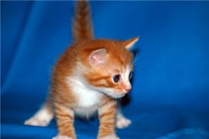 Отдам рыжего котеенка мальчика! 1 месяц.