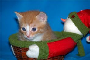 Отдам рыжего котеенка мальчика! 1 месяц.