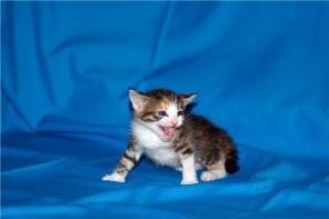 Отдам месячных котят девочек! Домашние. Ласковые здоровые, активные