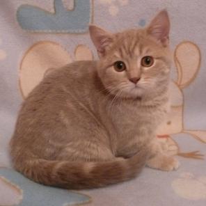 Лиловая мраморная кошечка скоттиш-страйт