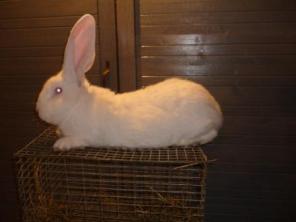 Продам кроликов породы Ризен (Немецкий великан) и Французкий баран.