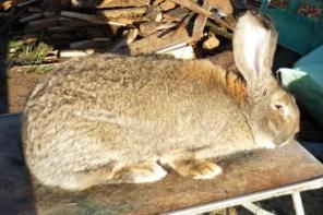 Продам кроликов породы Ризен (Немецкий великан) и Французкий баран.