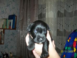 Цвергшнауцер чёр.род.9.11.2009