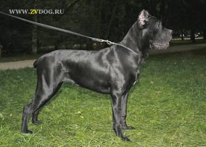 КАНЕ КОРСО черная девочка отдается на условиях питомника