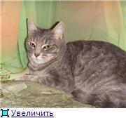 Небольшая кругленькая г\ш кошечка, 8 мес (стерилизована).