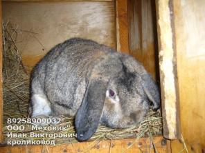 Продаю кроликов Немецкий Ризен (Фландр)