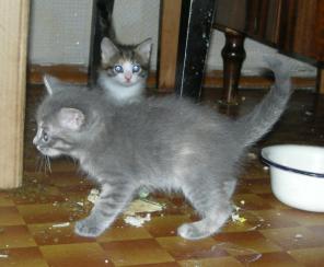 Отдам котенка девочку голубого окраса, 1 месяц.