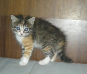 Отдам шкодного котенка девочку трехцветку! 1 месяц.