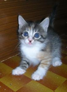 Отдам шкодного котенка девочку трехцветку! 1 месяц.