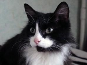 Кот Лукас, 2 года, ищет новый дом. В дар.