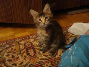 Котята мейнкуны