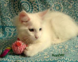 Котята мейнкуны