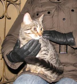 Полосатый котенок 6 мес.