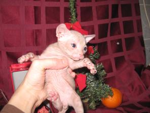 Котята донские сфинксы на Новый Год(СДЕЛАЮ СКИДКУ!!!)
