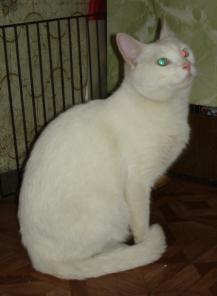 Отдам белого кота, один глаз голубой, другой - желтый.Добрый толстячек))))))