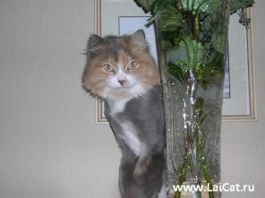 Стрижка йорков, пуделей, мальтезе, терьеров, кошек