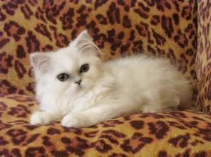 Продам персидских котят окраса шиншилла