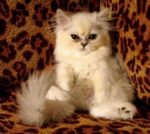 Продам персидских котят окраса шиншилла