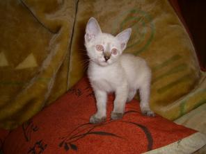 Продажа тайских котят