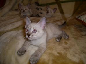 Продажа тайских котят