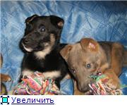 Плюшевые братья Макс и Кори, 2 мес