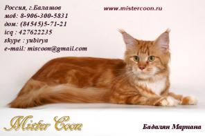 Котята мейн кун