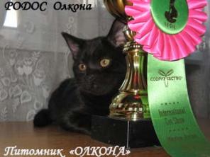 БРИТАНСКИЕ котята ШОУ-класса ЧЕРНОГО окраса с Дипломами.