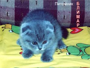 ВИСЛОУХИЕ КОТЯТА к НОВОМУ ГОДУ!!!