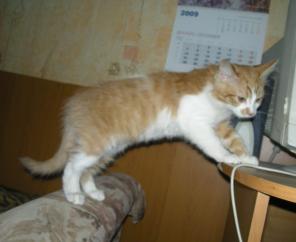 Отдам рыжего полупушистого котенка мальчика!