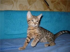3 мес. Бенгальская кошечка