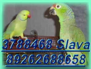 Амазоны -попугаи, ручные и говорящие, Клетки, корм, минералы.