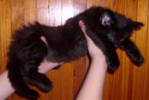 Мейн-кун!Котята от титулованных родителей!